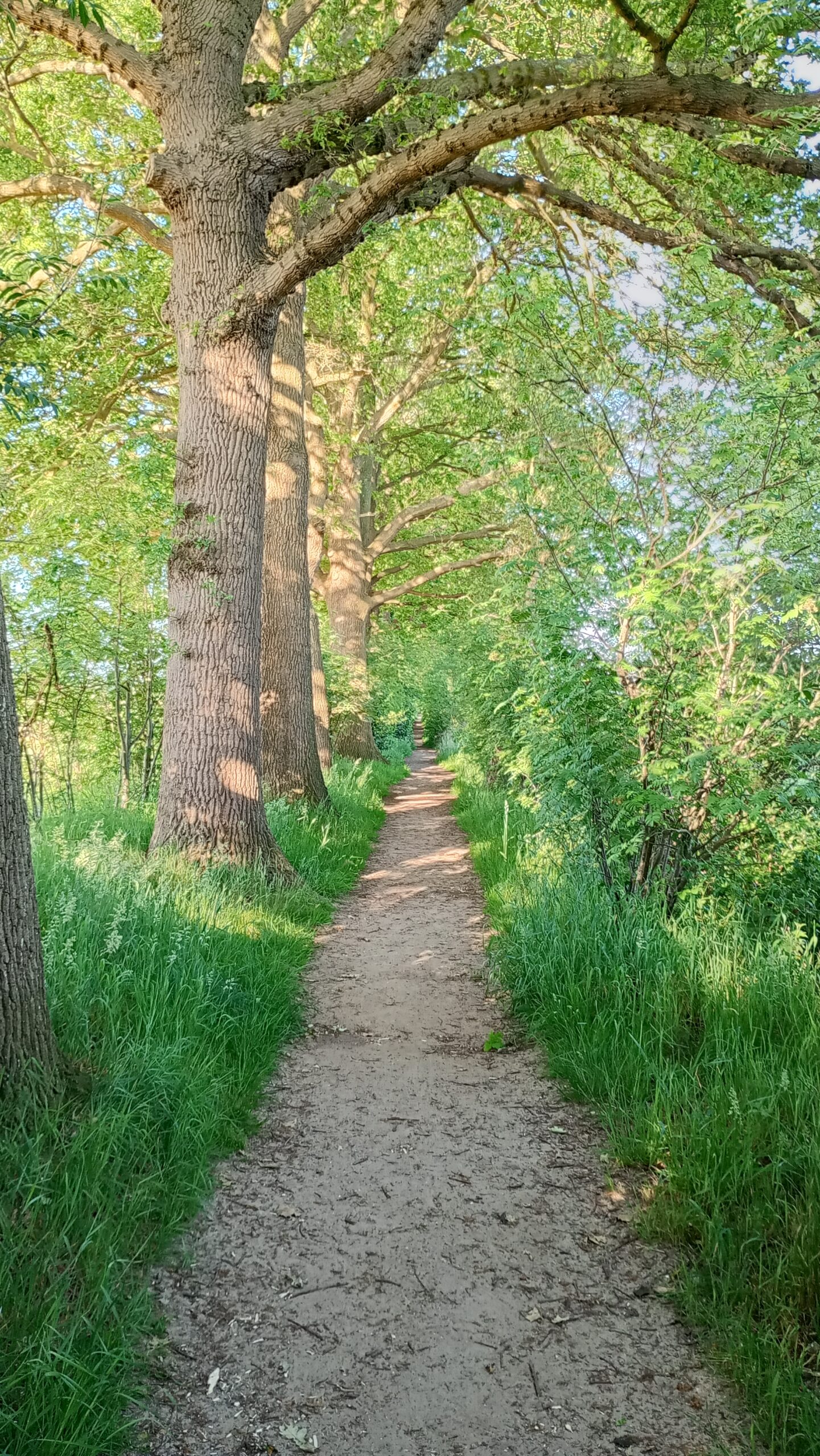 hdr Medicijnwiel Empe